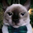 BunyaPineTree-ModelReplacementTool icon