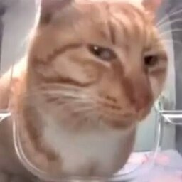 Butty_Cheeks-Butty_Cheeks icon