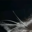 C4ndy_cane-Neumbongdae_Forever icon