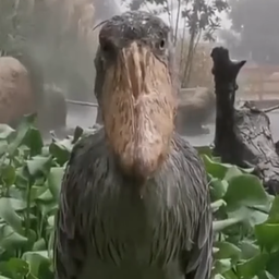 CAMAROES-camaroners_sapatinho icon