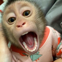 CAMAROES-camaronersrepoedition icon