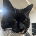 CENJI-cenjis_modpack icon