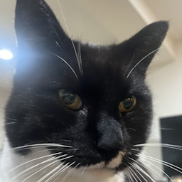 CENJI-cenjis_modpack icon