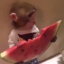 CENJI-watermelon_monkey_mod icon