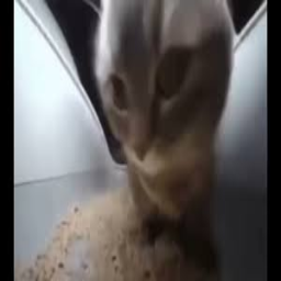 CHIPI-chipi_chipi_chapa_chapa_tvvvvvv icon