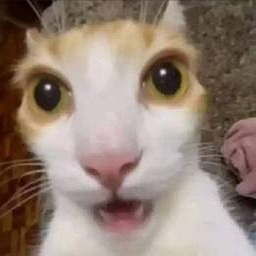 Calacos-Calacos icon