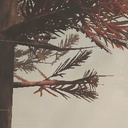 Cambrians-SolvangMoon icon