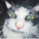 Cammo-MouseMoveMod icon