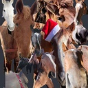 Canigou_Sudio-Posters_CHEVAL icon