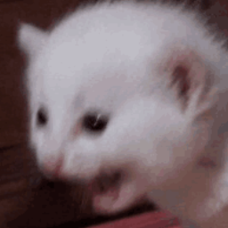 CaptainAmpersand-ScreamingShipHorn icon