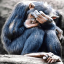 CardboardCrackheads-WageMonkeyHellSounds icon