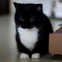 CatHub-Gamerhood_pack icon