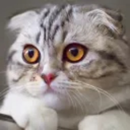 CatLord-QoL_Mods icon