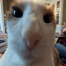 Catlogg-Modzada icon