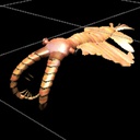 Ccode_lang-Anomalocaris icon