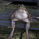 CertifiedGoons-Matassa_Tunes icon