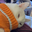 ChaosCompanyLTD-ChaosCompanyModpack icon