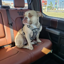 Chili-Chili_Modpack icon