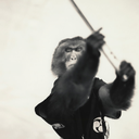 Chimpin-Team_Chimpin_Modpack icon