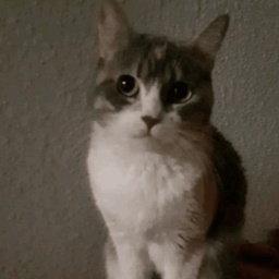 ChipiChapa-Chipi_Chapa_Lethal icon