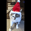 Chipichipi-LethalChipichipi icon