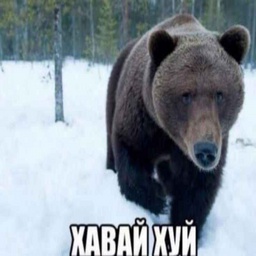 Chmosha-Chmosha icon