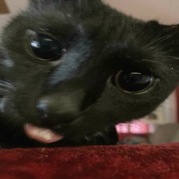 ClaireSkies-gamegoodener icon