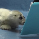 CoffeeGopher-Rat_Pack icon