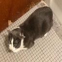 Columbus-BuyableKitchenKnife icon