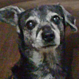 Compania_Xuxu-LethalXuxu icon