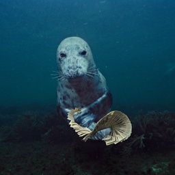 CompanyPlus-EldarHorse icon