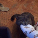 Comptoir-Modpack_Comptoir icon