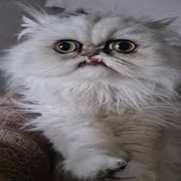 CultPeach-Wilfred_the_Warrior icon