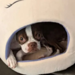 Cutie-anti_paradise icon