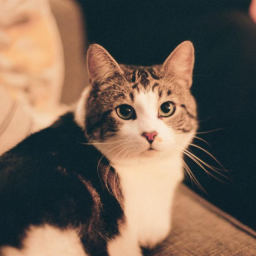 DCR-HenkExperience icon