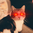 DCR-Mauwpocalypse icon