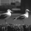 DaChickenNinja-Big_Booty_Oily_Menzz icon