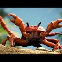 DaggerAce-Crab_Rave icon