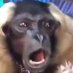 DankMemes-The_Dank_Memes_Modpack_Characters icon