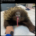 Darnellx2-Kooky_Kuriosity_Ultimate_Collection icon