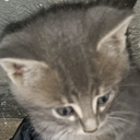 DazzGranto-DazzGrantos_Lethal_Company_Mod icon