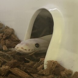 DemoTeam-DemoTeamModpack icon