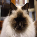 DingusTeam-HelloDingusModPack icon