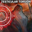 Dirtishurt-TesticularTorsion-1.0.4 icon