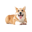 Disc_Dawgs-Test_Mod icon