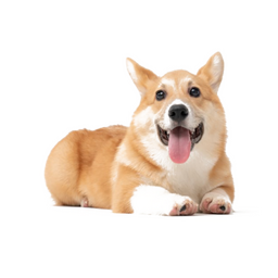 Disc_Dawgs-Test_Mod icon