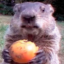 Discordianos-PackMarmota icon