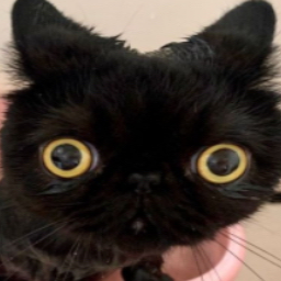 Dm0pt-ror2butbetter icon