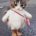 DoctorBebop-Secret_Cat_Society icon