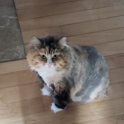 DomTheBastard-DomTheSadModpackThatShouldWorkThisTime icon